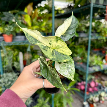 Alocasia dragon scale albo variegated - 4” pot