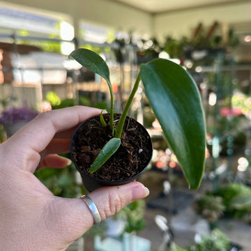 3” Monstera Burle Marx flame