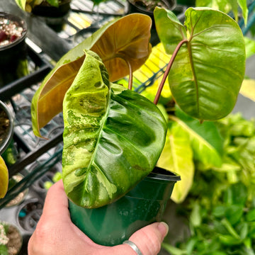 4” Philodendron El Choco x Billietiae