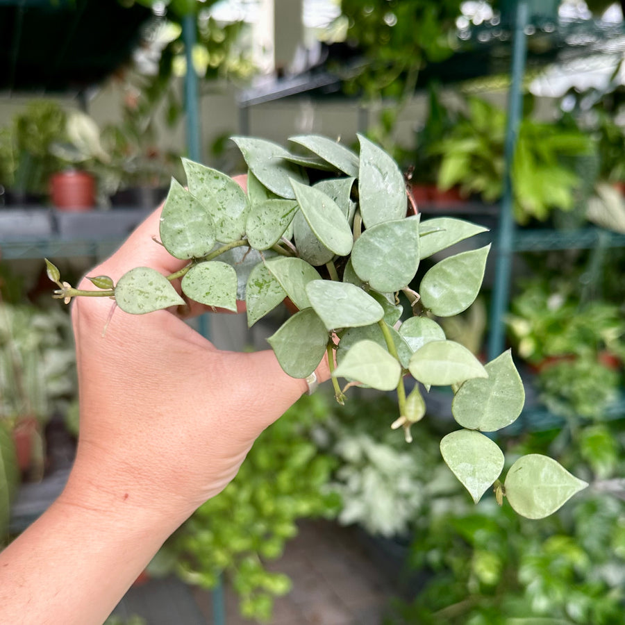 4” Hoya khroniana super silver