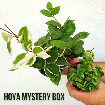 Hoya Mystery Plant Box!