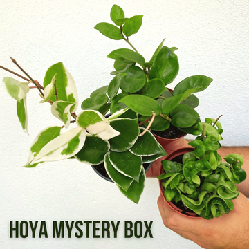 Hoya Mystery Box!