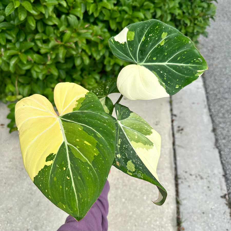 Philodendron gloriosum variegated XL - 4” pot – Land of Alice