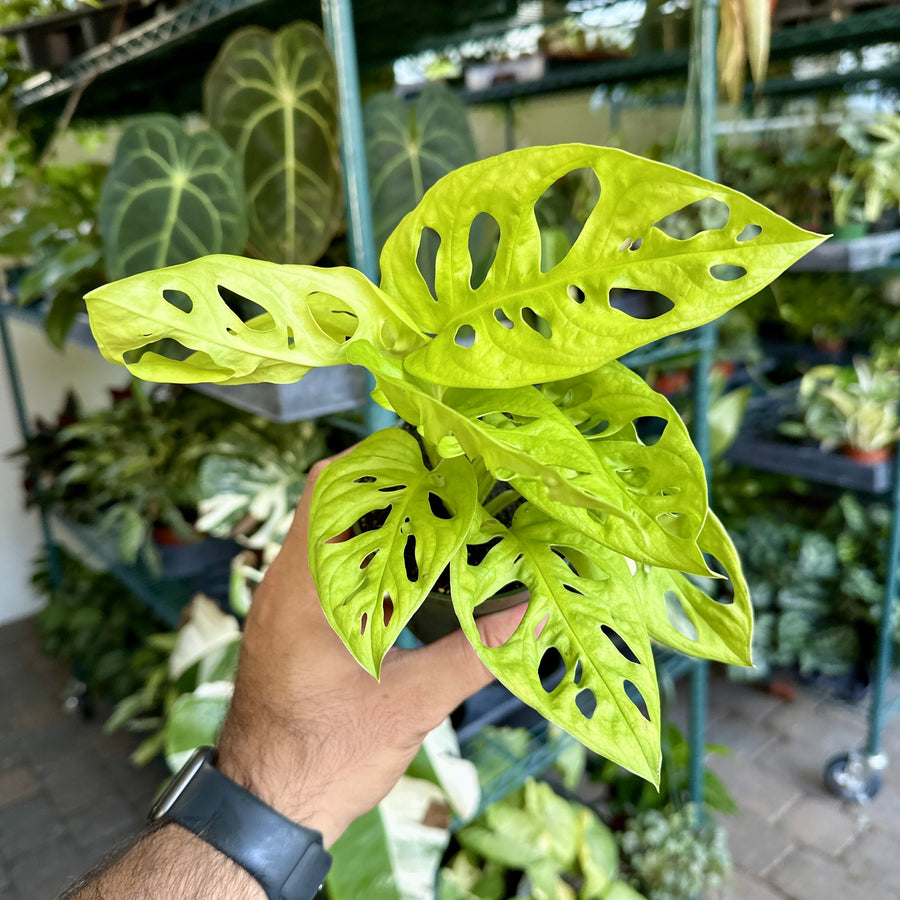 Monstera adansonii - Neon Madonna - 4” pot