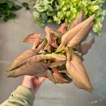 Syngonium Strawberry Milk - 6” pot