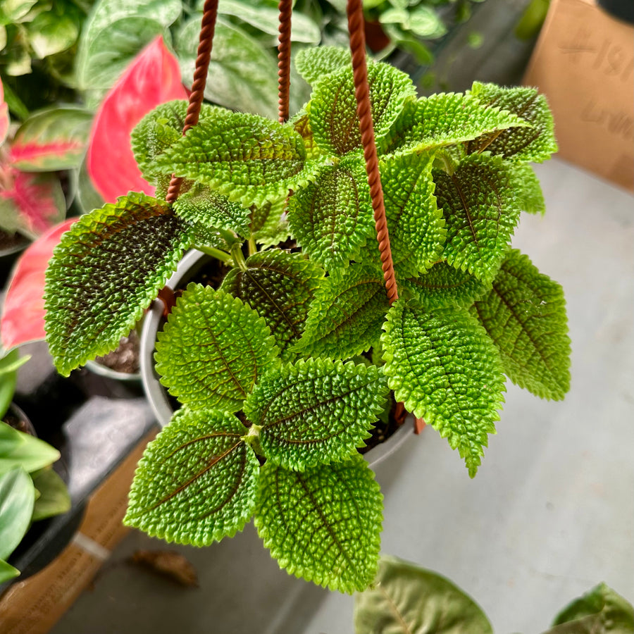 6” Pilea 'Moon Valley' - friendship plant