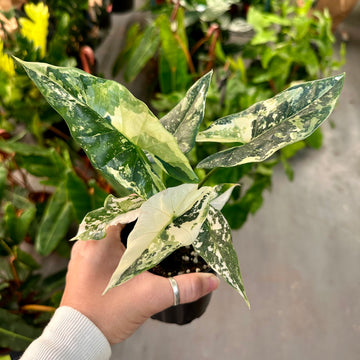 Alocasia Simpo albo - 4” pot