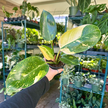 4” Philodendron Congo Nuclear variegated