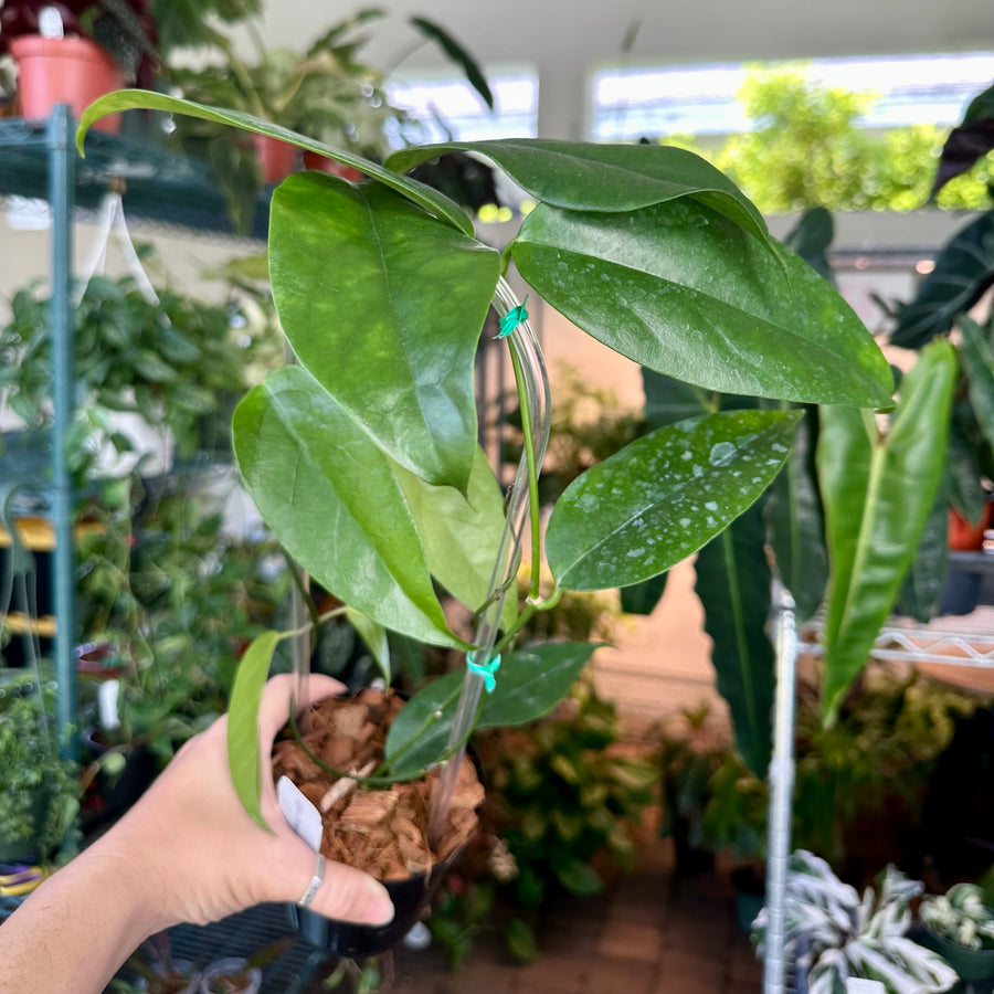 4” Hoya chewiorum on trellis - yellow fuzzy bloom