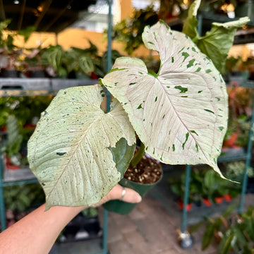 4” Syngonium green splash