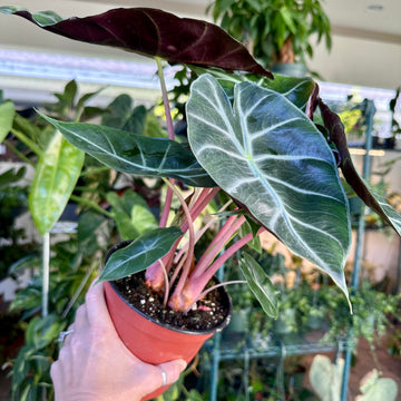 Alocasia Morocco - pink stems - 6” pot