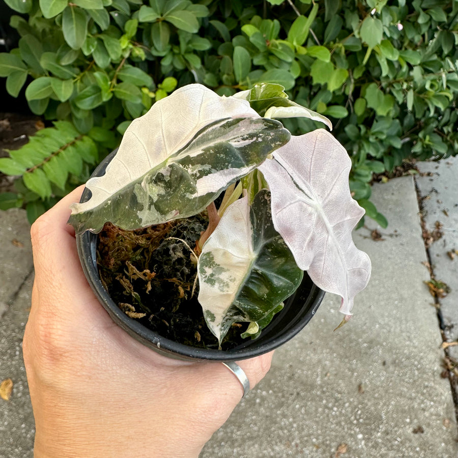 Alocasia polly pink - 4