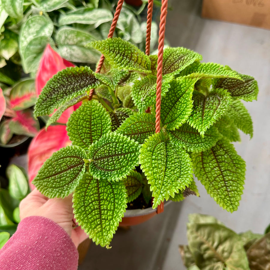 6” Pilea 'Moon Valley' - friendship plant