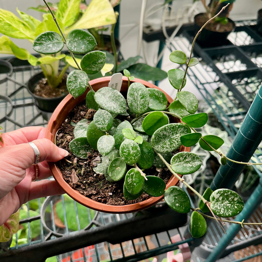 6” Hoya mathilde splash