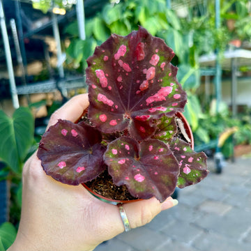 6” Begonia Harmony’s Vampire Kiss