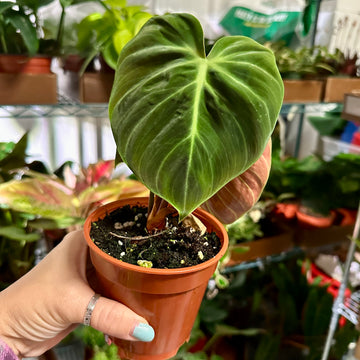 4” Philodendron El Choco Red