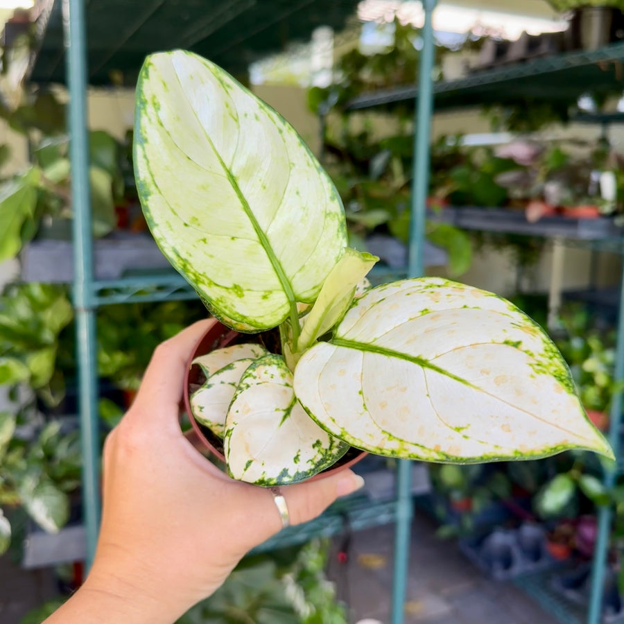 4” Aglaonema super white