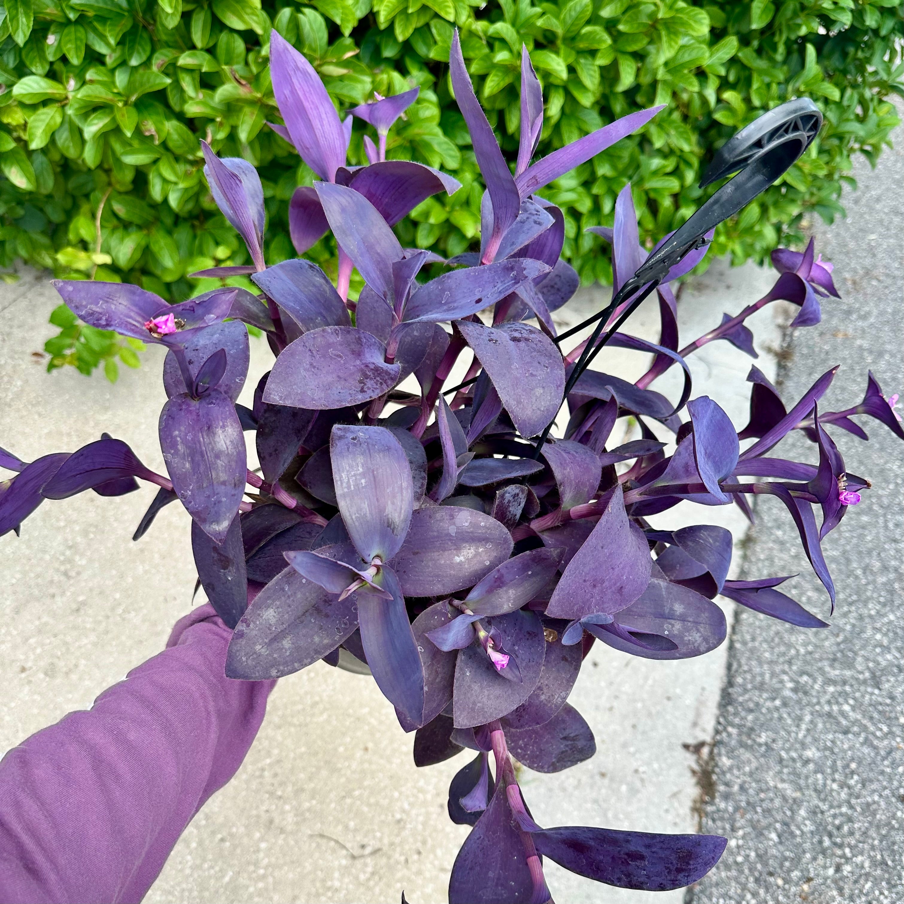 Tradescantia 'Purple Heart' - 8” pot – Land of Alice