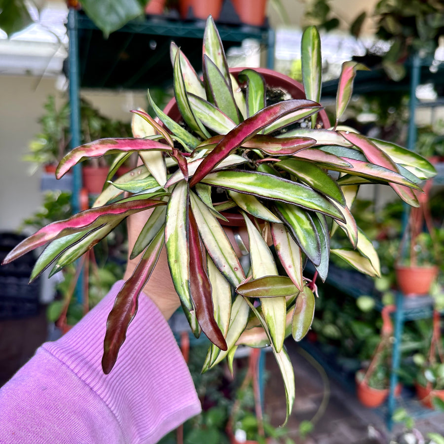 4” Hoya Kentiana variegated