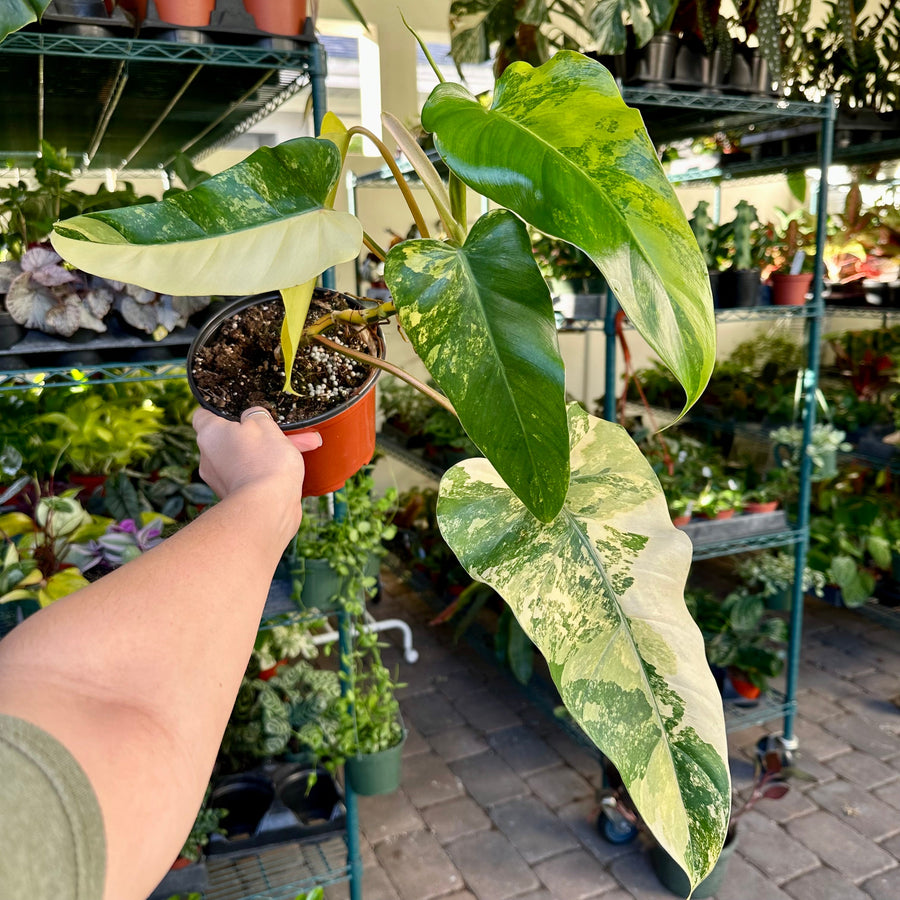 4” Philodendron Domesticum