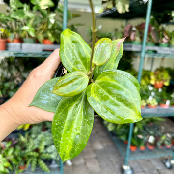 4” Hoya Macrophylla Baibua
