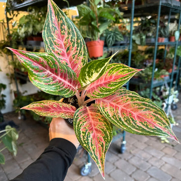 4” Aglaonema mahanakorn