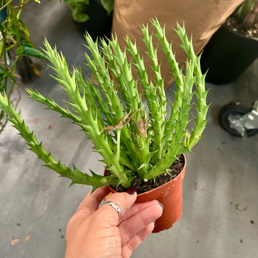 4” orbea caudata