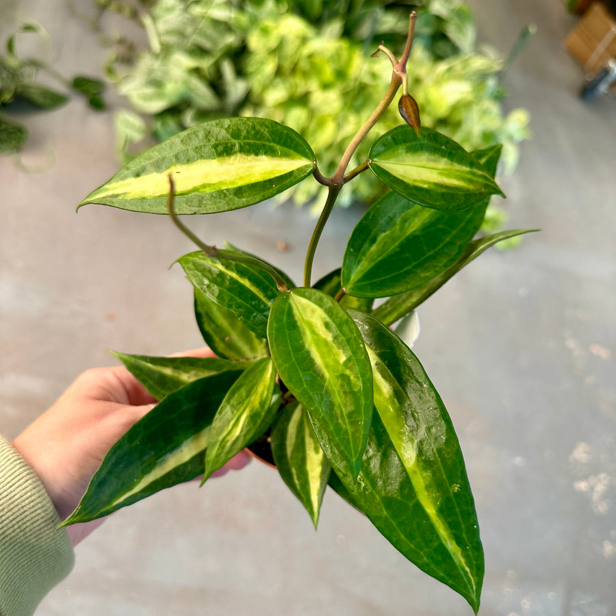 Hoya Macrophylla gold - 4” pot