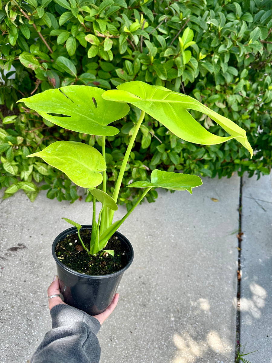 Monstera lemon lime / Monstera Golden - 6” pot – Land of Alice