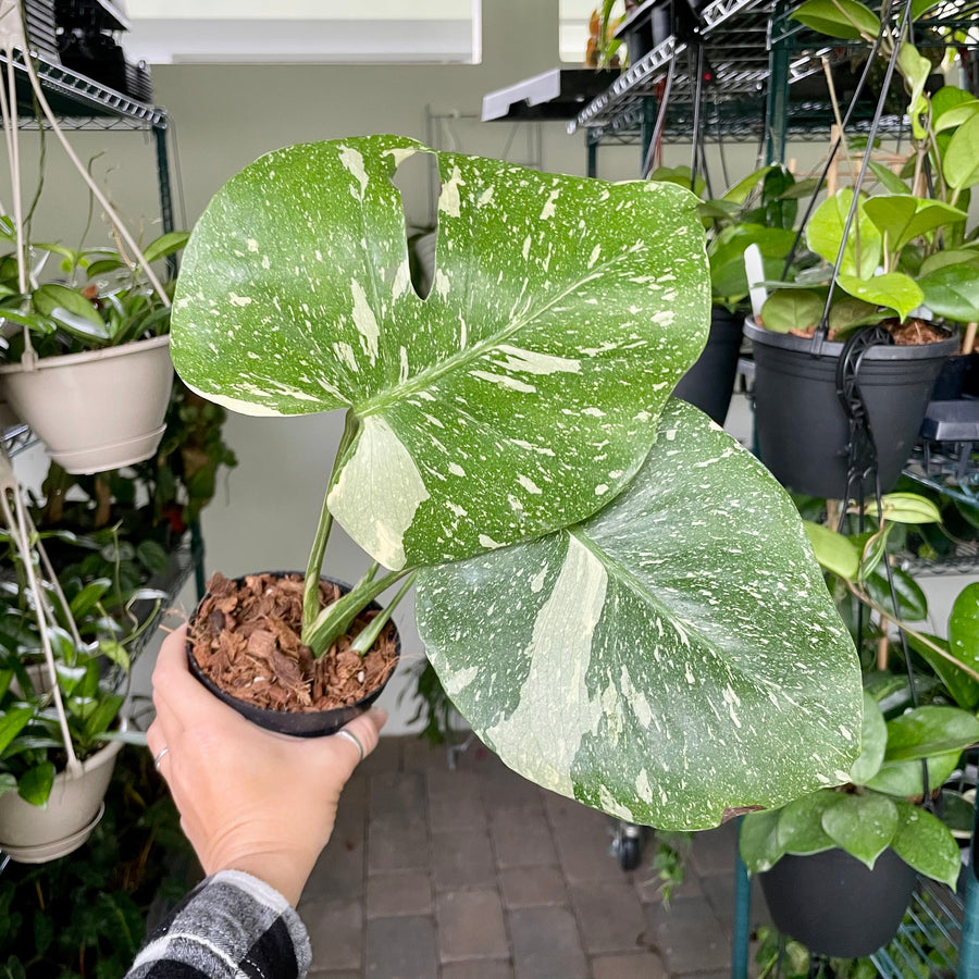 4 monstera thai constellation Monstera Thai Constellation – 4" Potted Variegated Houseplant | Rare Plant | Easy-Care Indoor Plant | Perfect for Home Decor