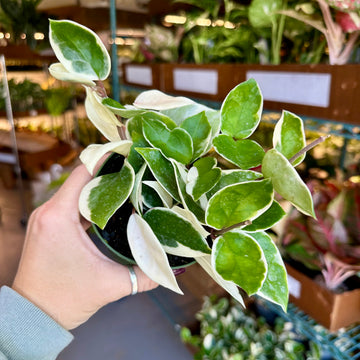 4” Hoya carnosa cv. ‘snowball’