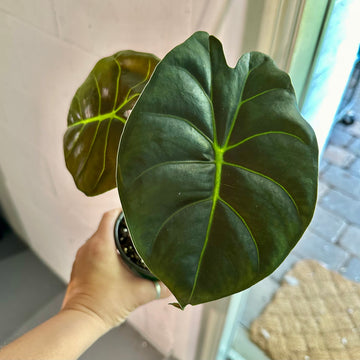 6” Alocasia dragon bone