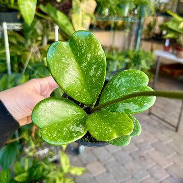 4” Hoya Kerrii splash