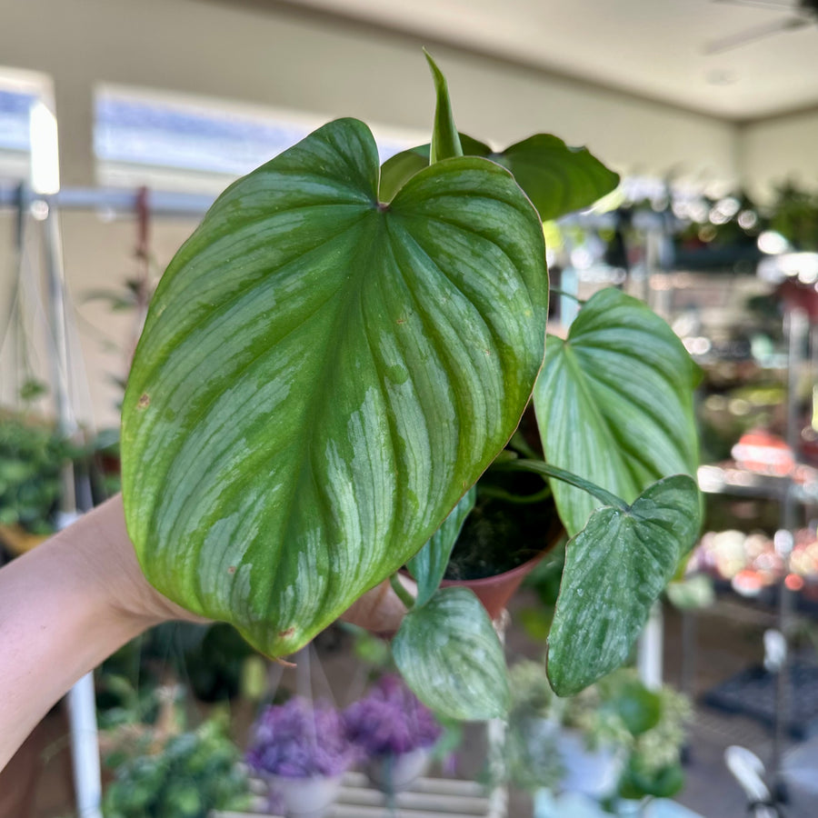 4” Philodendron Mamei
