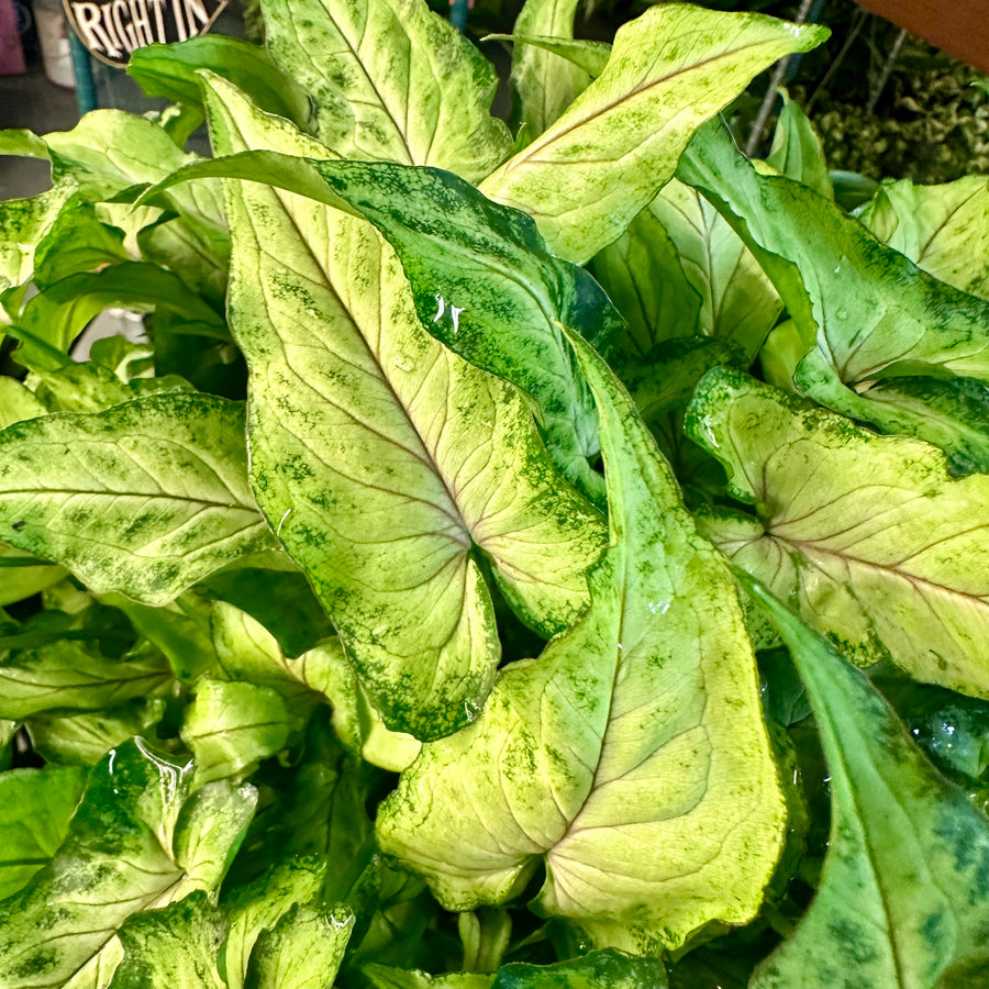Syngonium Yami - 6