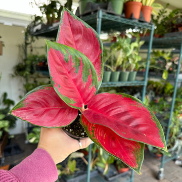 4” Aglaonema suksom