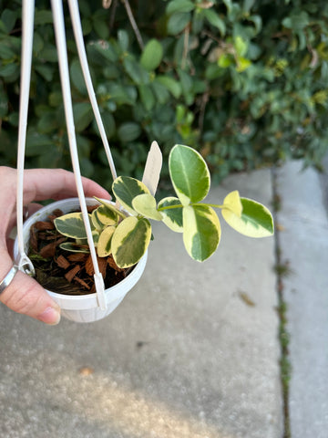 Hoya – Land of Alice