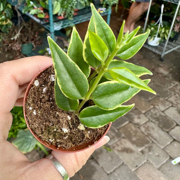 2” Hoya bella (outer variegated)