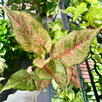 Aglaonema fortune - 4