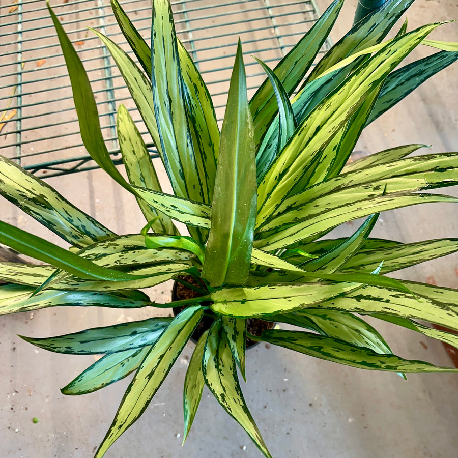 Aglaonema Cutlass - 6” pot