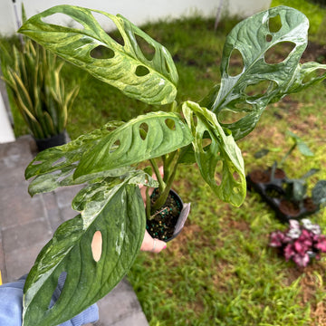 4” Monstera adansonii giant variegated