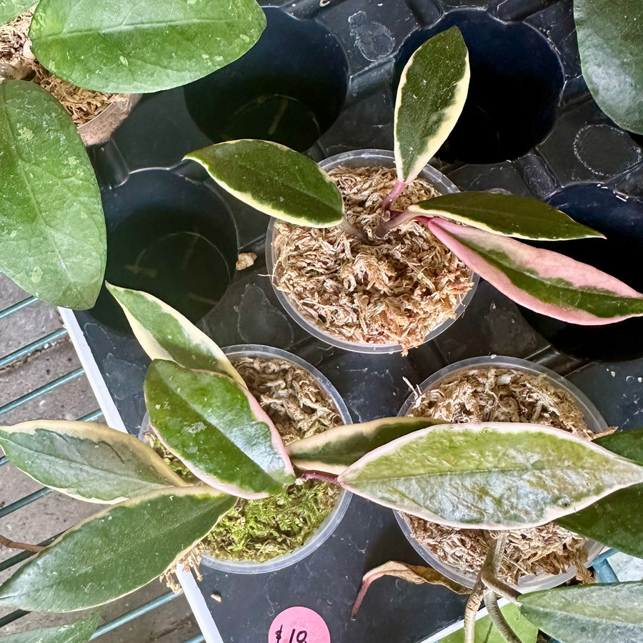 Hoya carnosa flamingo dream aka purple pride
