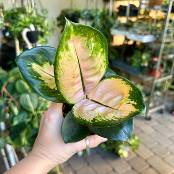 4” Aglaonema starbuck