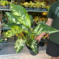 Dieffenbachia 'Puerto Rico'