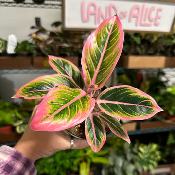 4” Aglaonema Lotus Delight