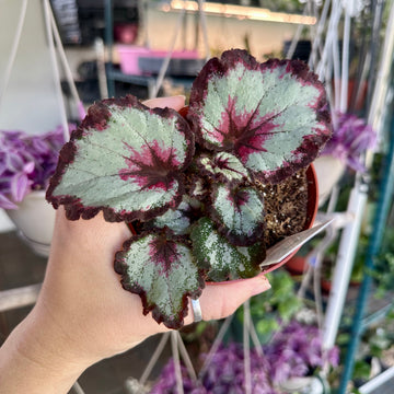 4” Begonia Harmony’s bullseye
