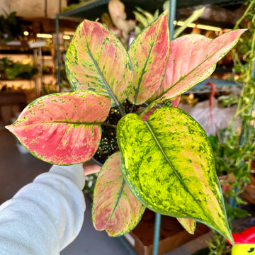 4” Aglaonema red heng heng
