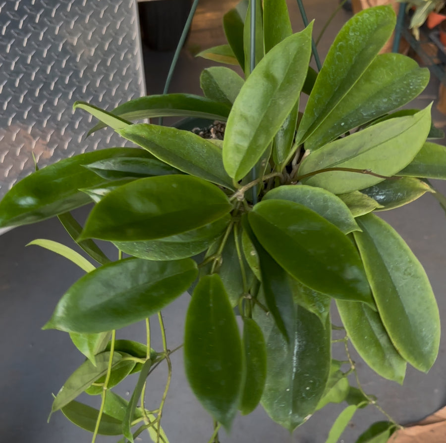 8” Hoya incrassata XL vines