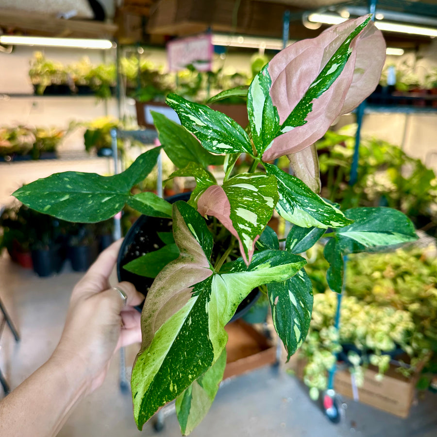 6” Syngonium tricolor