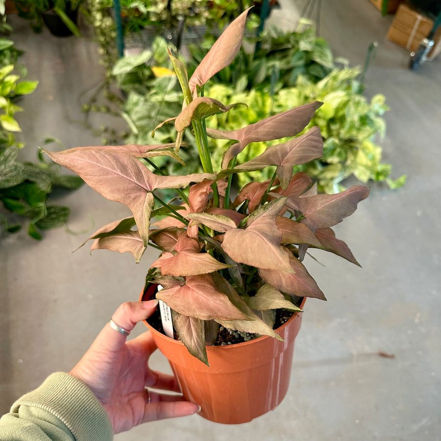 Syngonium Strawberry Milk - 6” pot